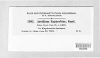 Endophyllum euphorbiae-sylvaticae image